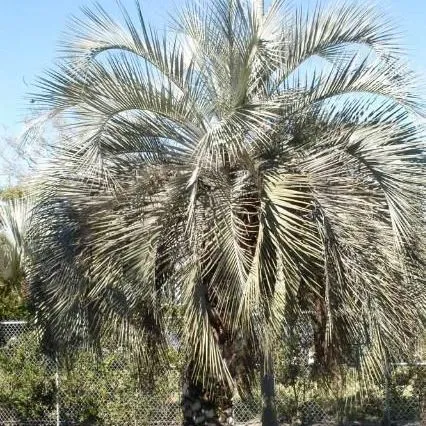 thumbnail for publication: Butia odorata: Pindo Palm